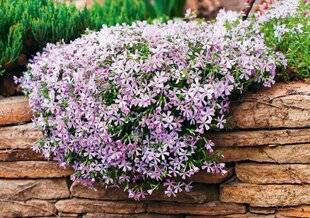 Nous Deux 4059 Les phlox, champions de la couleur