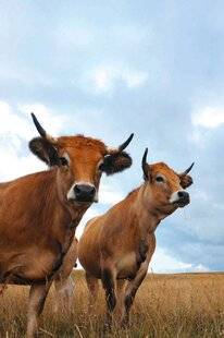 Nous Deux 4060 Renaître en Aubrac