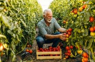 Nous Deux 4063 C'est parti pour les tomates !