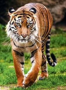 Nous Deux 4064 Faites entrer Sa Majesté le tigre