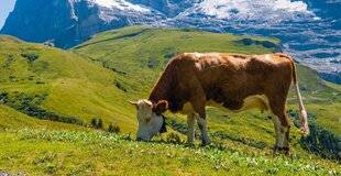 Nous Deux 4065 Dérèglement fromager