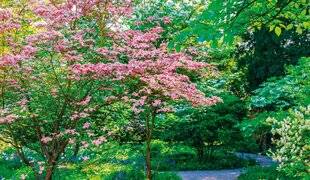 Nous Deux 4065 Inimitables, les cornouillers à fleurs !
