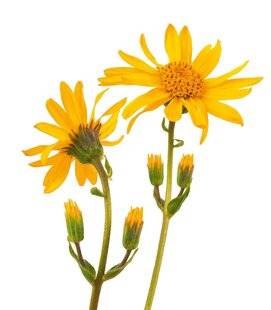 Nous Deux 4066 5 bonnes raisons d'avoir de l'arnica chez soi