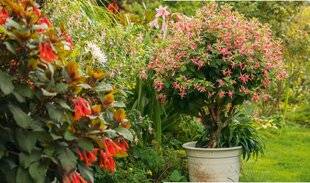 Nous Deux 4068 Le fuchsia, roi des terrasses ombragées