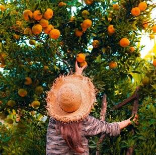 Nous Deux 4070 Protégez les fruits de l'été