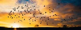 Nous Deux 4073 Pourquoi les oiseaux nous font-ils autant de bien ?
