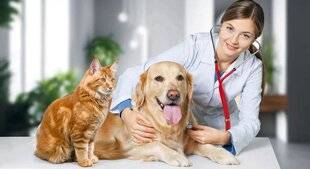 Nous Deux 4075 Don de sang : les animaux y ont droit aussi !