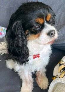 Nous Deux 4078 Poupy