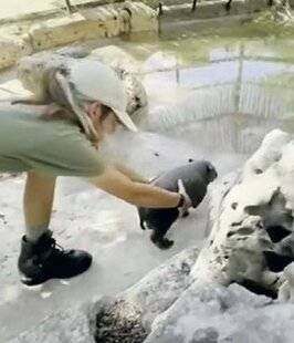 Nous Deux 4080 Hippo à l'eau