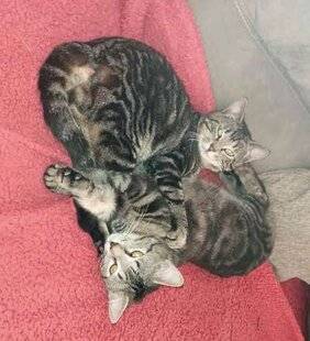 Nous Deux 4080 Trop mignons !