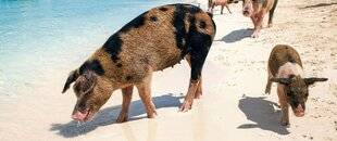 Nous Deux 4081 Là-bas, l es animaux sont rois