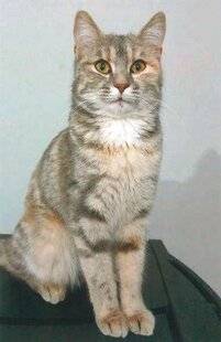 Nous Deux 4082 Trop mignons !