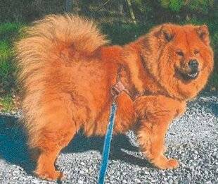 Nous Deux 4084 Trop mignon !