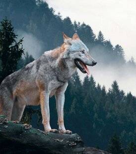 Nous Deux 4084 Prédateurs… la réalité face aux préjugés