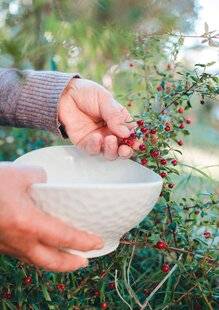Nous Deux 4085 Des fruitiers à picorer, quelle bonne idée !