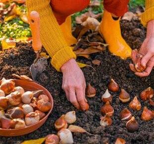 Nous Deux 4085 Replanter les tulipes