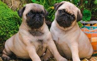 Nous Deux 4086 Un compagnon pour la vie, vraiment ?