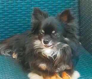 Nous Deux 4086 Trop mignon !