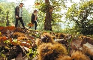 Nous Deux 4086 La châtaigne ardéchoise fait son festival