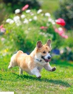 Nous Deux 4086 Le corgi, un chien royal