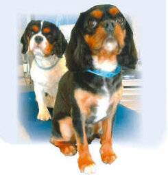 Nous Deux 4087 Trop mignons !