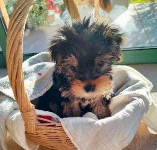 Nous Deux 4088 Trop mignons !