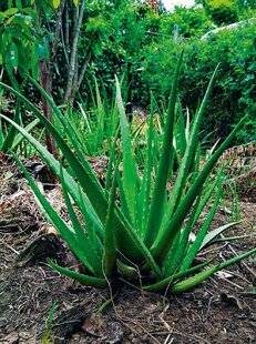 Nous Deux 4089 L'incroyable destin de l'aloe vera bigouden