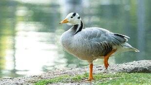 Nous Deux 4090 Les migrateurs à tire-d'aile