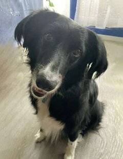 Nous Deux 4091 Trop mignon !