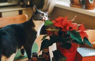 Nous Deux 4092 Attention aux plantes toxiques