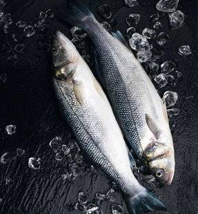 Nous Deux 4092 LE BAR, ROI DES POISSONS DE MER