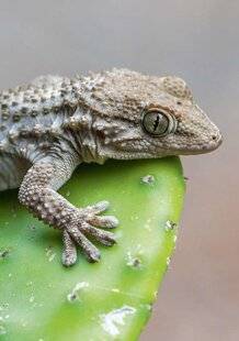Nous Deux 4093 Dans l'Est, les geckos se sentent comme chez eux !