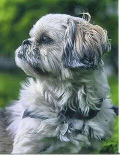 Nous Deux 4094 Trop mignon !