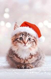 Nous Deux 4095 Un chaton pour Noël