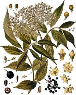 Nous Deux 4096 Le sureau noir