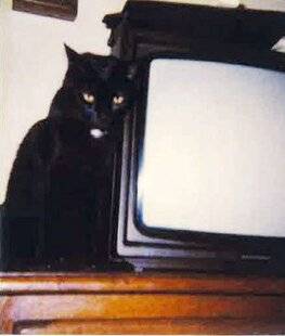 Nous Deux 4097 Trop mignon !