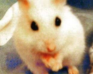 Nous Deux 4098 Trop mignon !