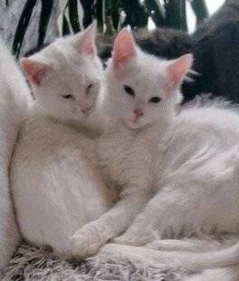 Nous Deux 4100 Trop mignons !