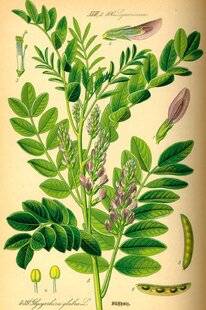 Nous Deux 4106 La racine de réglisse