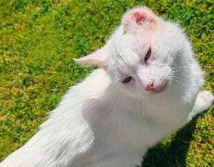 Nous Deux 4108 Trop mignon !