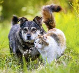 Nous Deux 4109 Pour une cohabitation harmonieuse