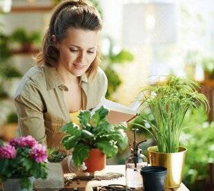 Nous Deux 4110 5 plantes d'intérieurpour ceux qui n'ont pas la main verte