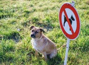 Nous Deux 4110 Mon chienpe ut-il être hors la loi