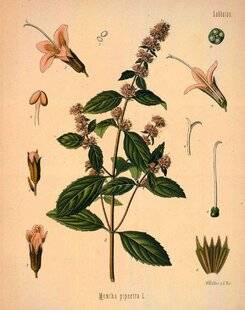 Nous Deux 4112 La menthe