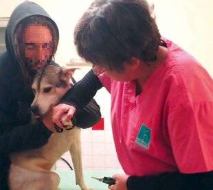 Nous Deux 4113 V étérinaire bénévole, je soigne les animaux des per onnes s en situation précaire