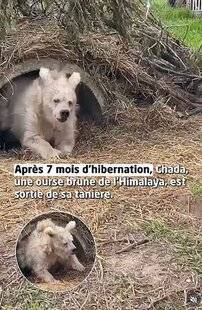 Nous Deux 4115 Réveil difficile