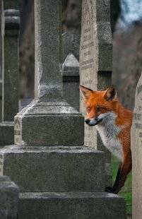 Nous Deux 4117 Les renardeaux du Père-Lachaise