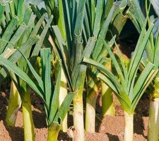 Nous Deux 4120 Planter les poireaux