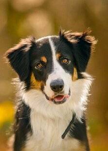 Nous Deux 4120 Lasso, chien fidèle