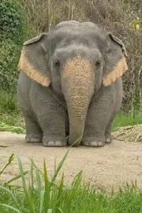 Nous Deux 4123 Petit éléphant